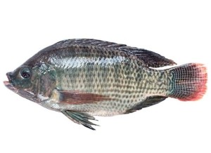 TILAPIA 1000-1500GR PESCE 10KG